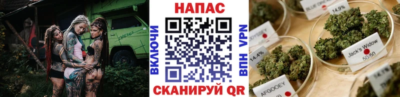 Канабис OG Kush  Шенкурск 